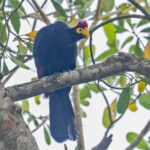 Ross's Turaco (image by Pete Morris)