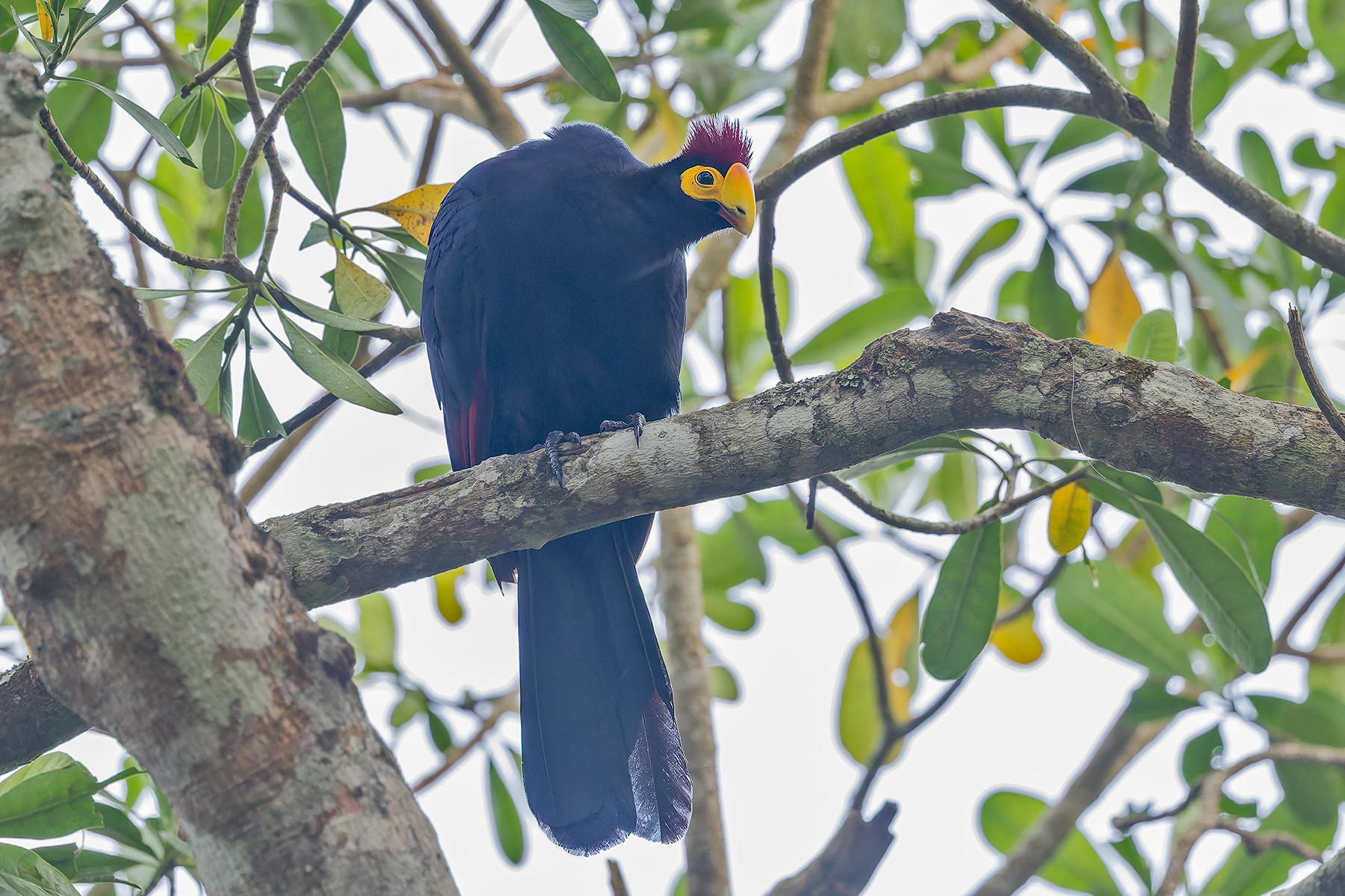 Ross's Turaco (image by Pete Morris)