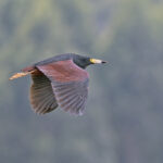 Rufous-bellied Heron (image by Pete Morris)