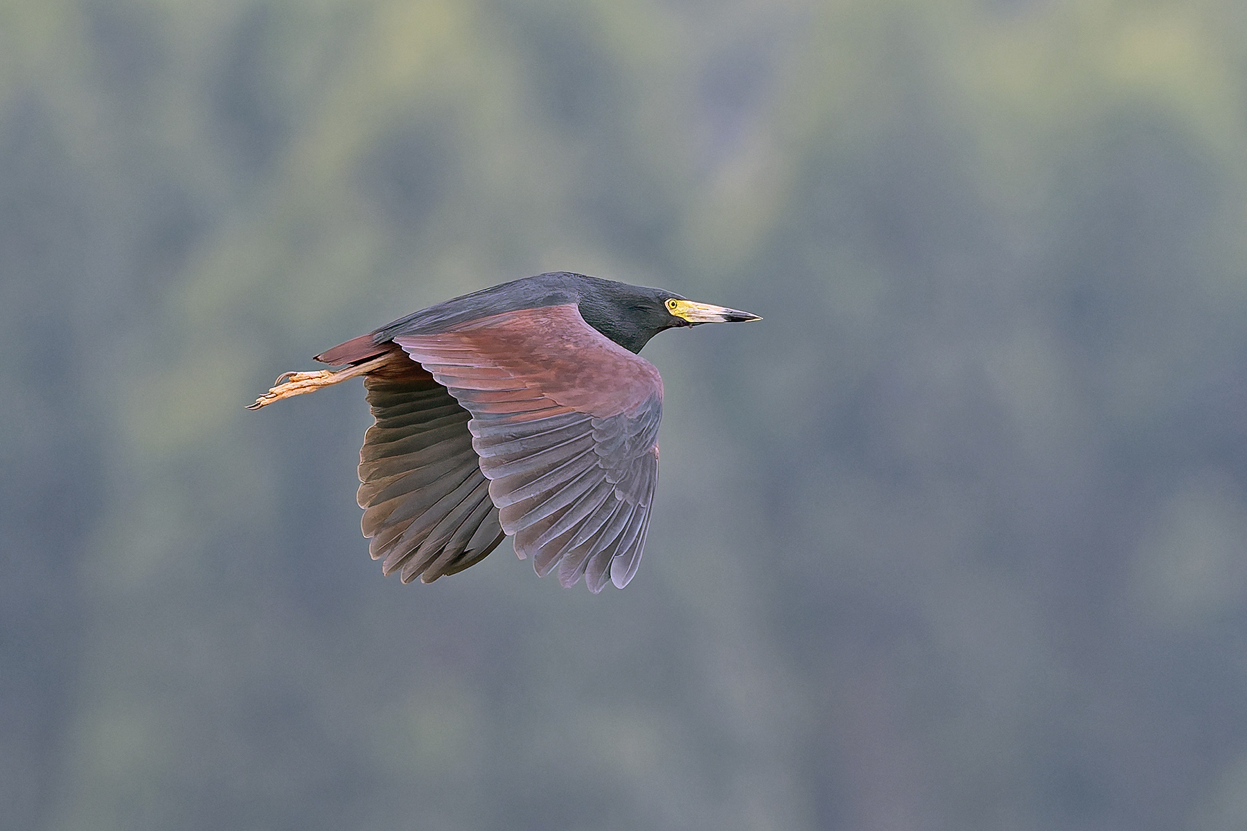 Rufous-bellied Heron (image by Pete Morris)