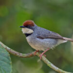 Rufous-crowned Eremomela (image by Pete Morris)