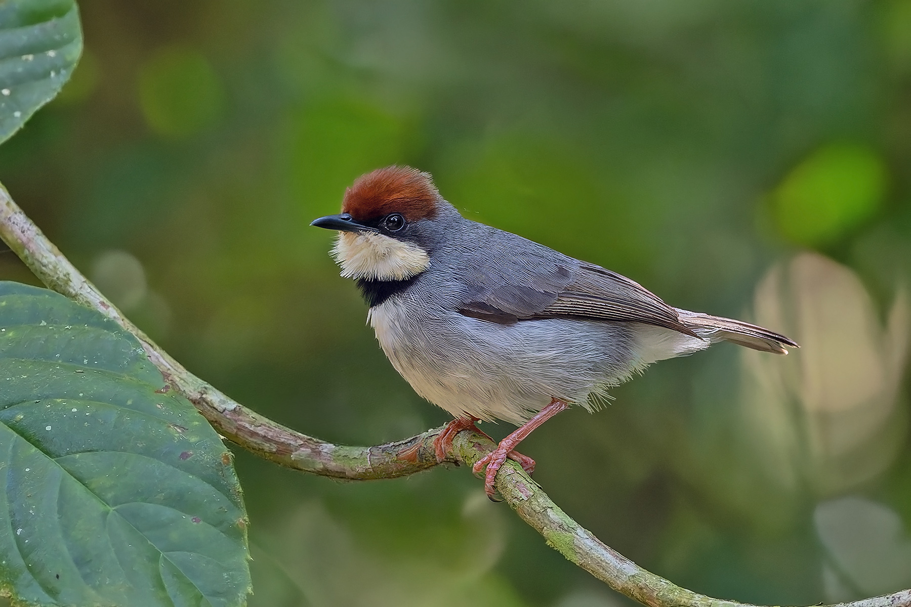 Rufous-crowned Eremomela (image by Pete Morris)