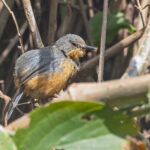 Rwenzori Apalis (image by Pete Morris)