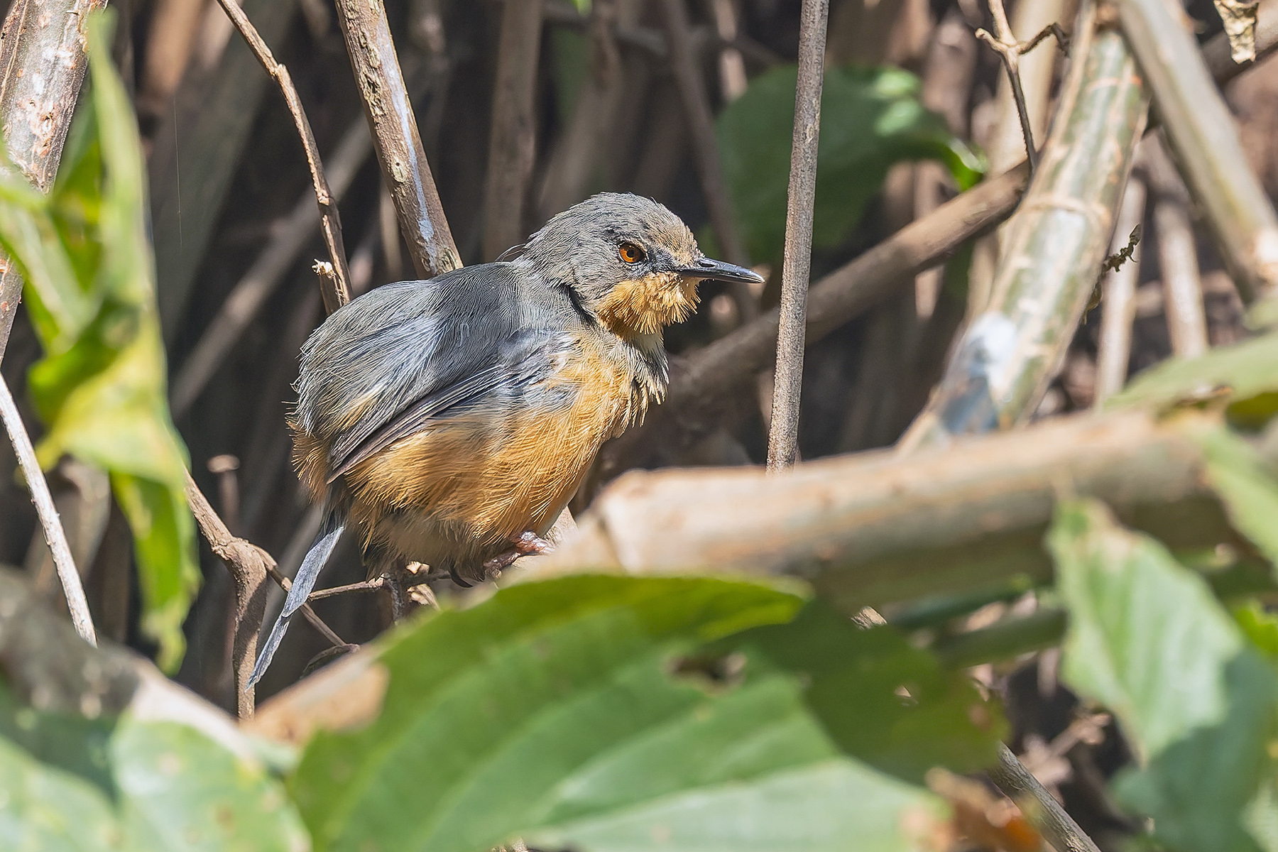 Rwenzori Apalis (image by Pete Morris)