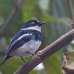 Rwenzori Batis (image by Pete Morris)