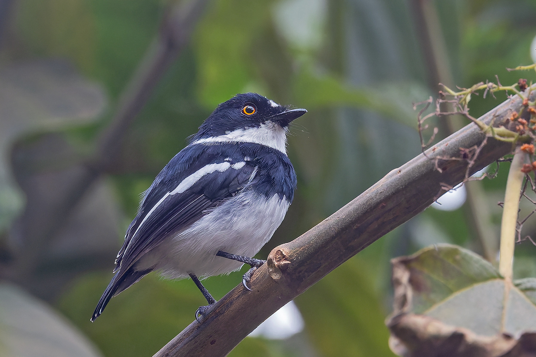 Rwenzori Batis (image by Pete Morris)