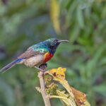 Rwenzori Double-collared Sunbird (image by Pete Morris)