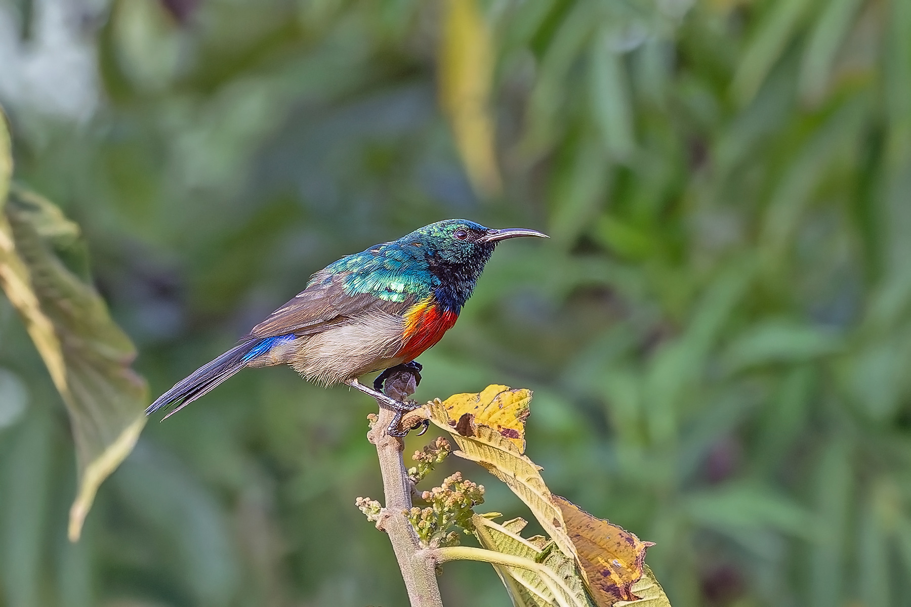 Rwenzori Double-collared Sunbird (image by Pete Morris)