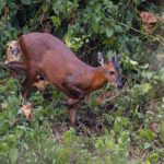 Rwenzori Red Duiker (image by Pete Morris)
