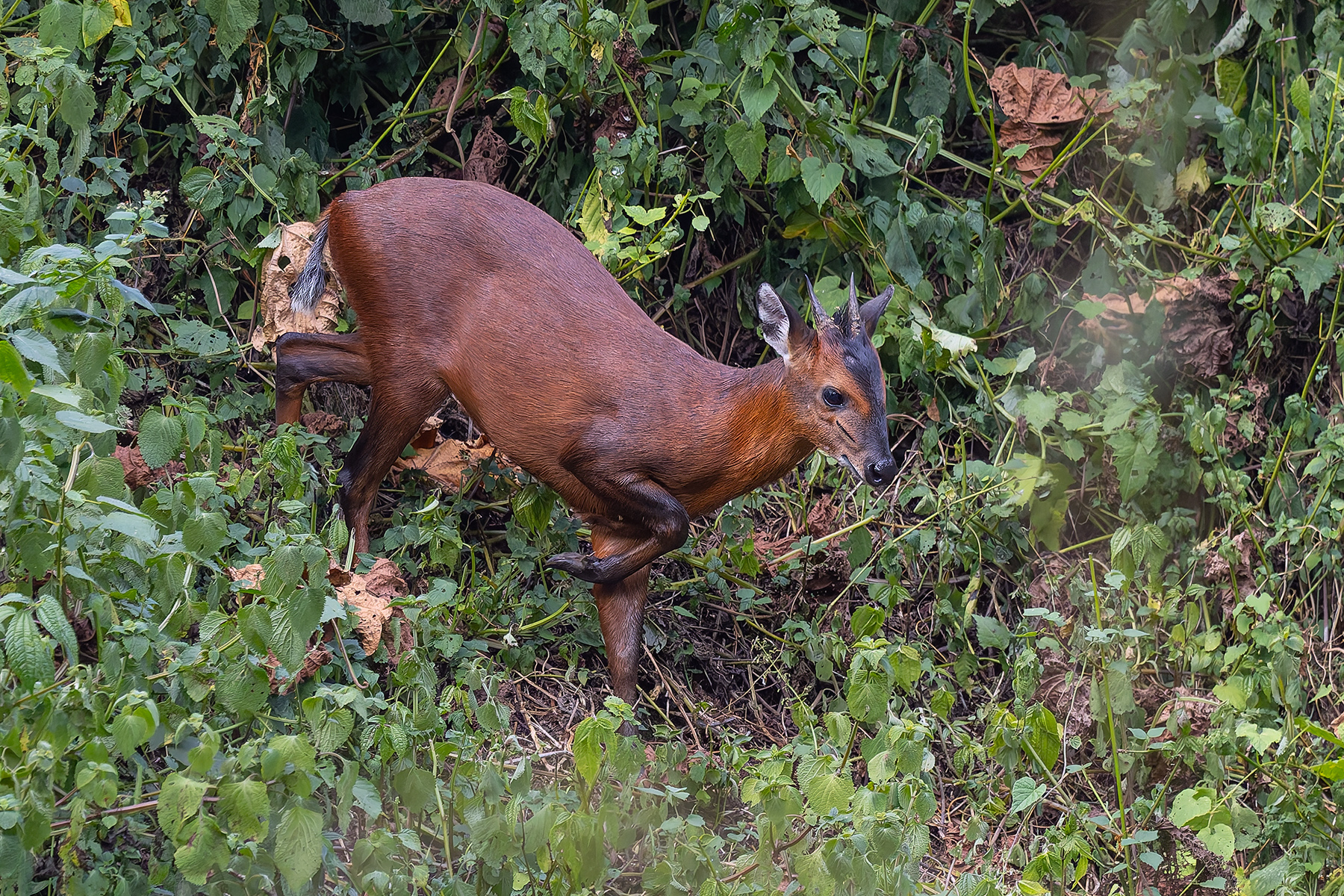 Rwenzori Red Duiker (image by Pete Morris)