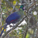 Rwenzori Turaco (image by Pete Morris)