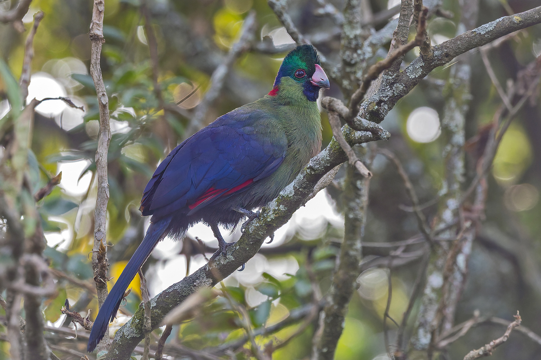 Rwenzori Turaco (image by Pete Morris)