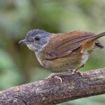 Scaly-breasted Illadopsis (image by Pete Morris)