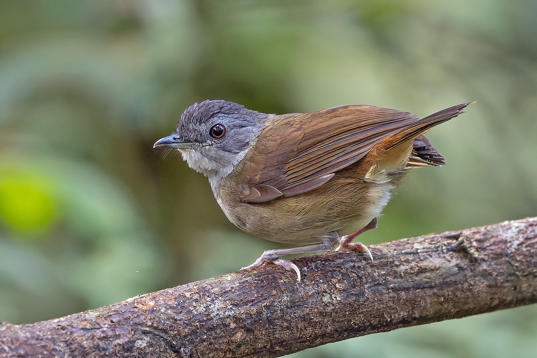 Scaly-breasted Illadopsis (image by Pete Morris)