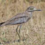 Senegal Thick-knee (image by Pete Morris)