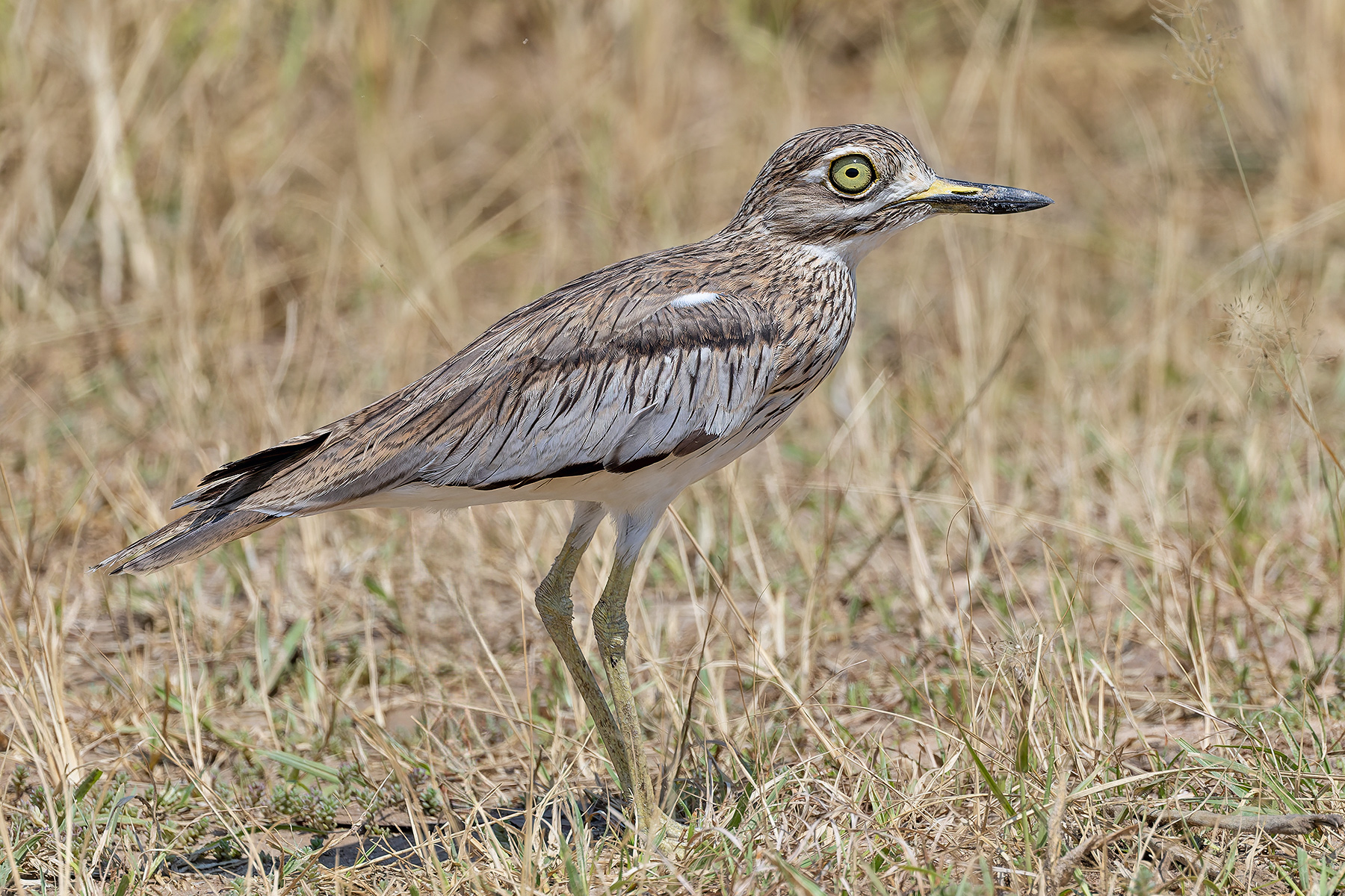 Senegal Thick-knee (image by Pete Morris)