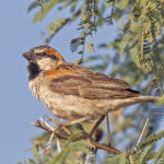 Shelley's Sparrow (image by Pete Morris)