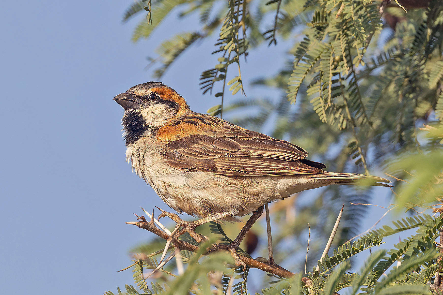 Shelley's Sparrow (image by Pete Morris)