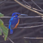 Shining Blue Kingfisher (image by Pete Morris)