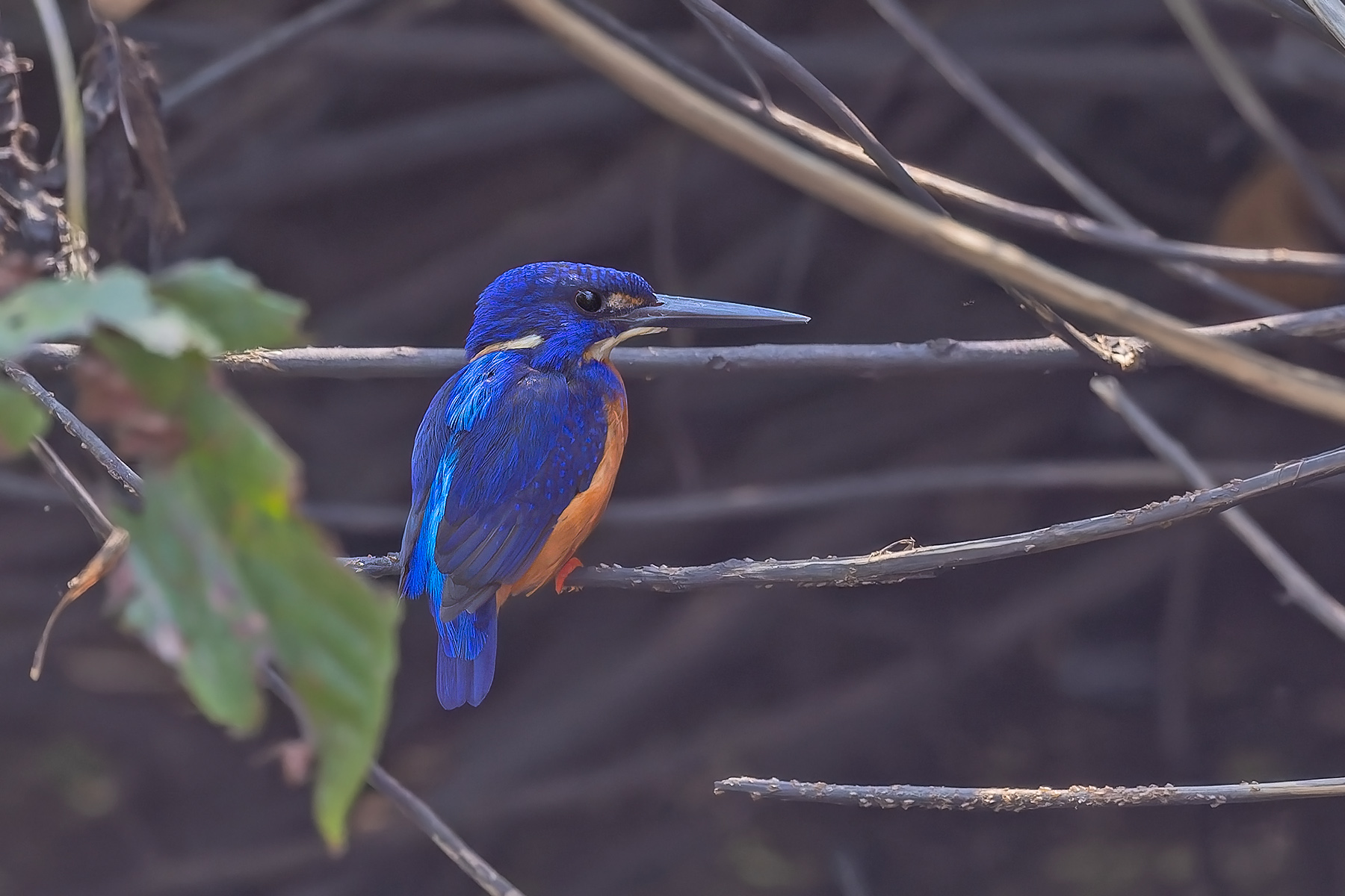 Shining Blue Kingfisher (image by Pete Morris)