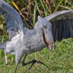 Shoebill (image by Pete Morris)