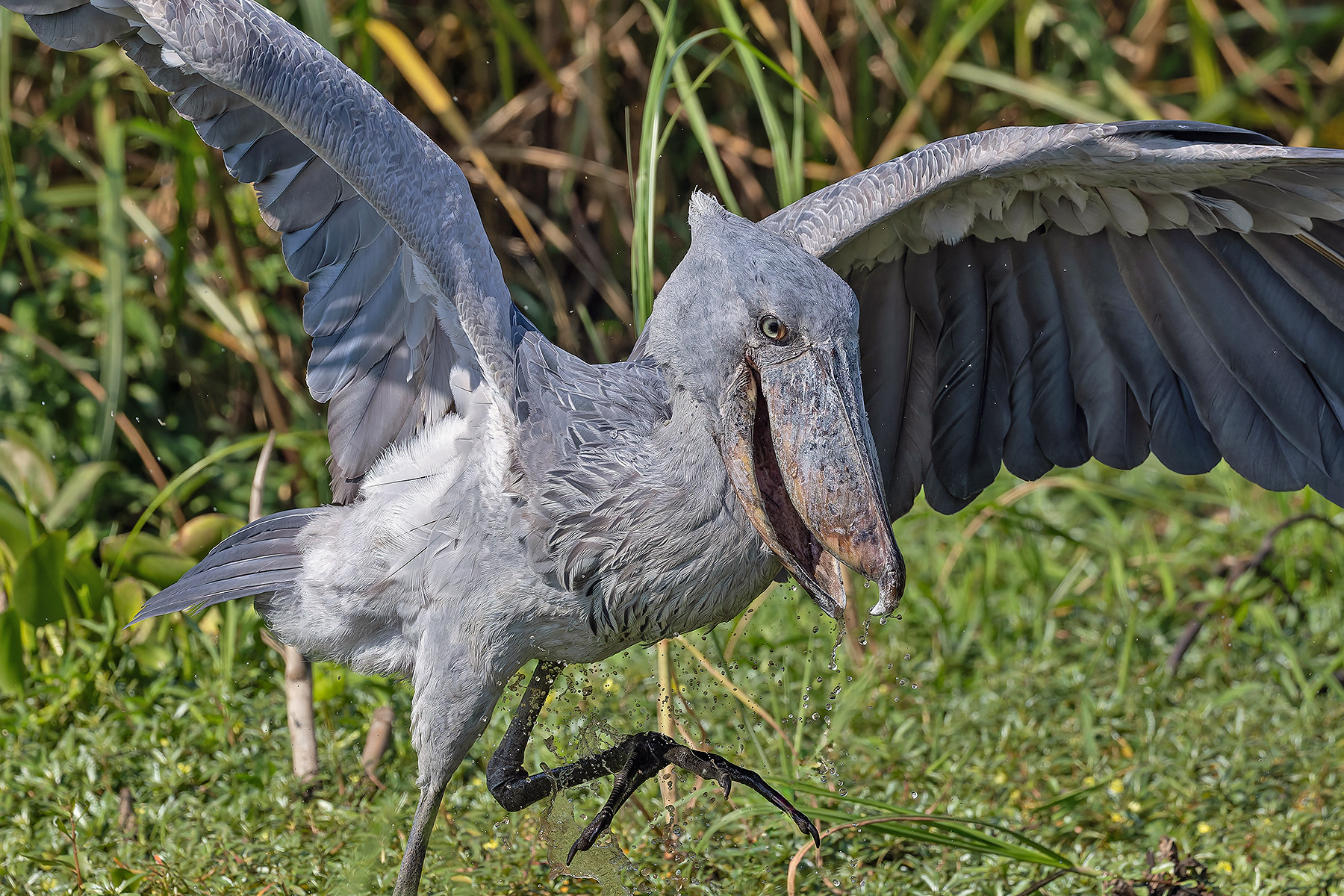 Shoebill (image by Pete Morris)
