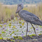 Shoebill (image by Pete Morris)