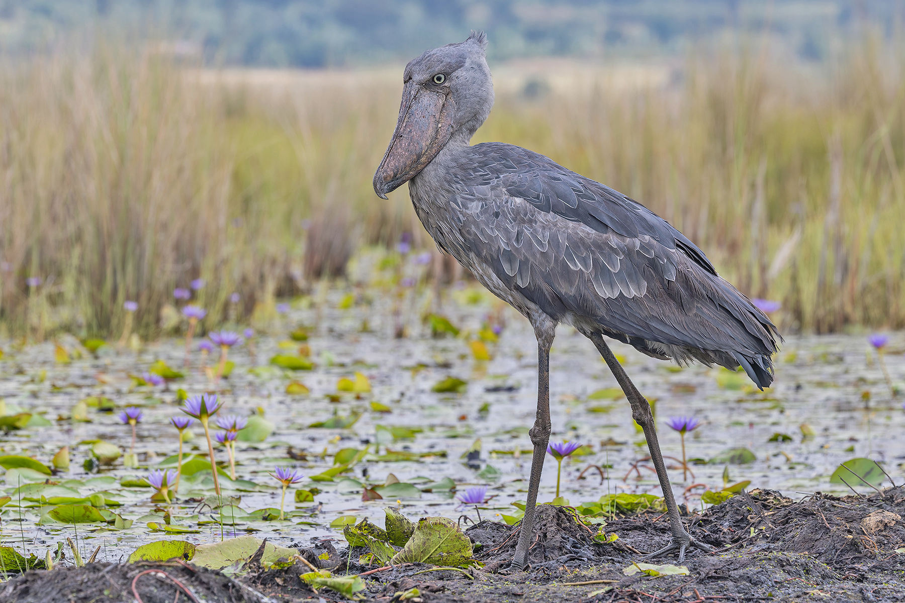 Shoebill (image by Pete Morris)