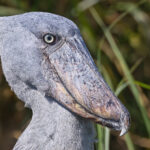 Shoebill (image by Pete Morris)