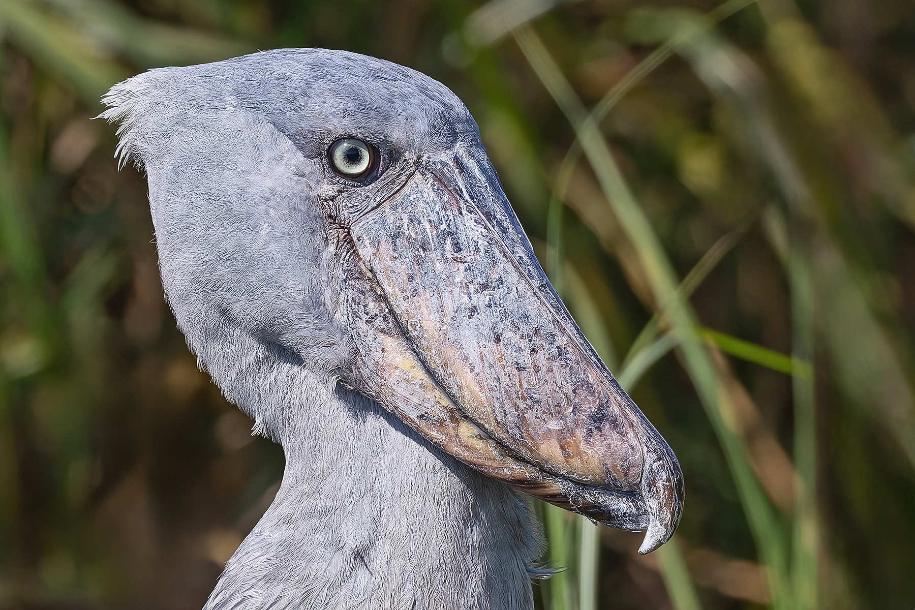 Shoebill (image by Pete Morris)
