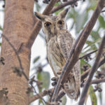 Southern White-faced Owl (image by Pete Morris)