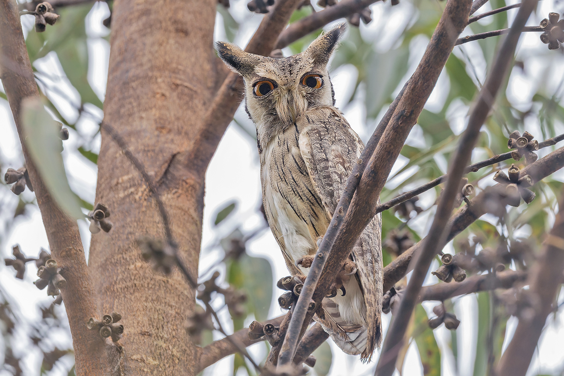 Southern White-faced Owl (image by Pete Morris)