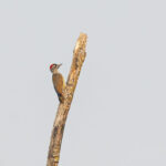 Speckle-breasted Woodpecker (image by Pete Morris)