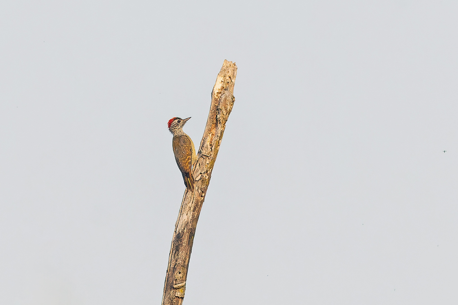 Speckle-breasted Woodpecker (image by Pete Morris)