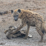 Spotted Hyenas (image by Pete Morris)
