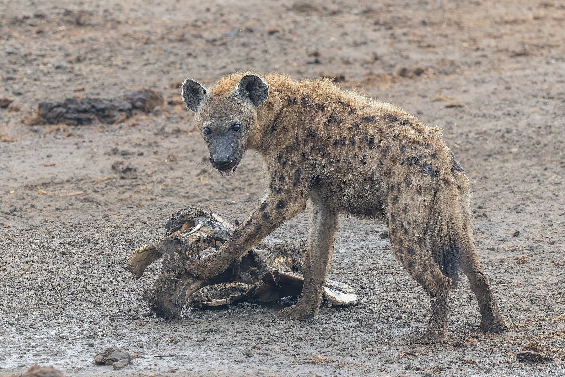 Spotted Hyenas (image by Pete Morris)