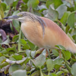 Squacco Heron (image by Pete Morris)