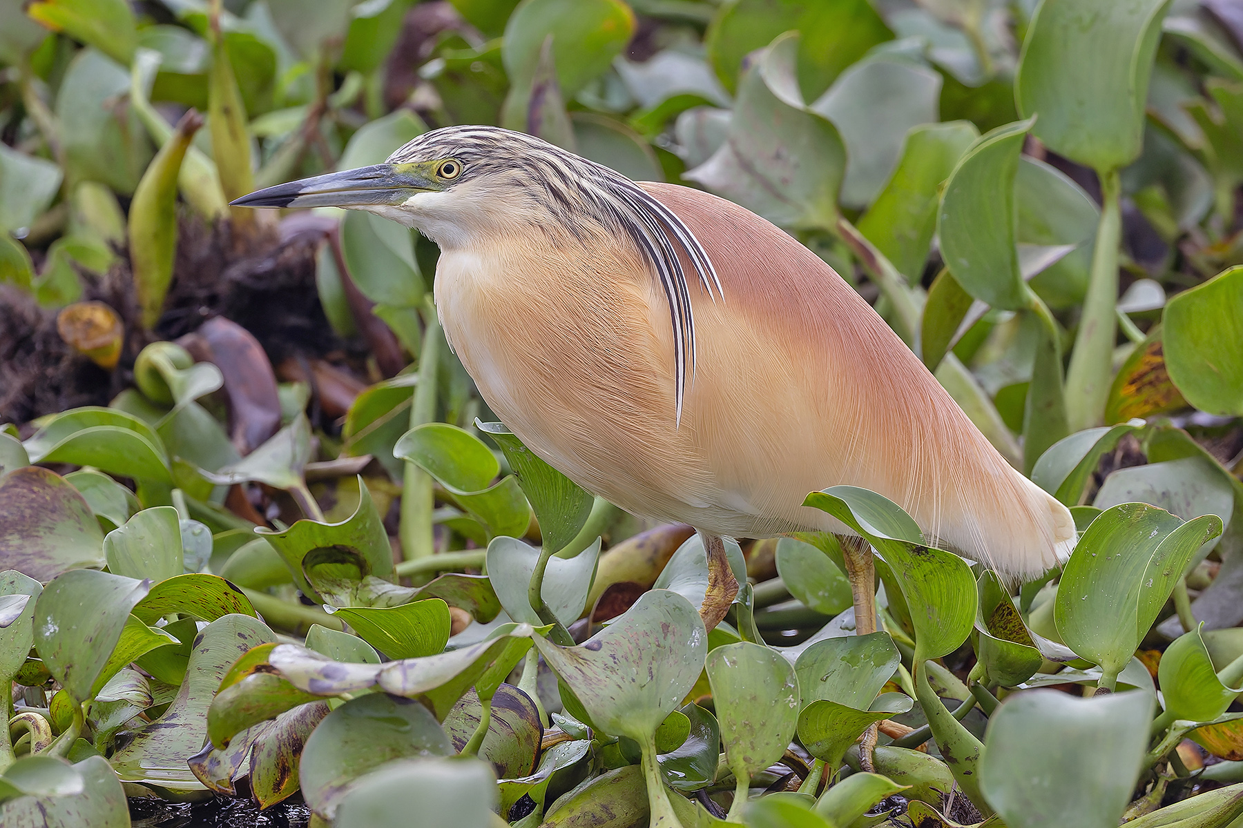 Squacco Heron (image by Pete Morris)