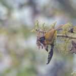 Strange Weaver (image by Pete Morris)