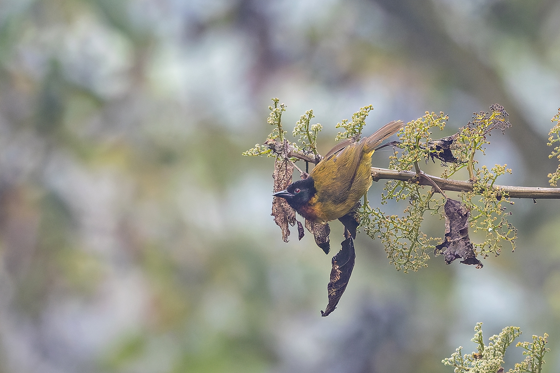 Strange Weaver (image by Pete Morris)