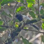 Stripe-breasted Tit (image by Pete Morris)