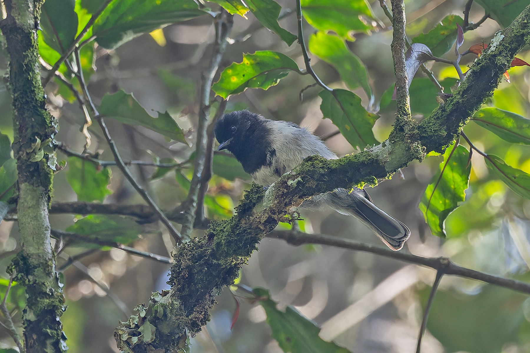Stripe-breasted Tit (image by Pete Morris)