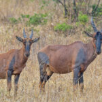 Topi (image by Pete Morris)