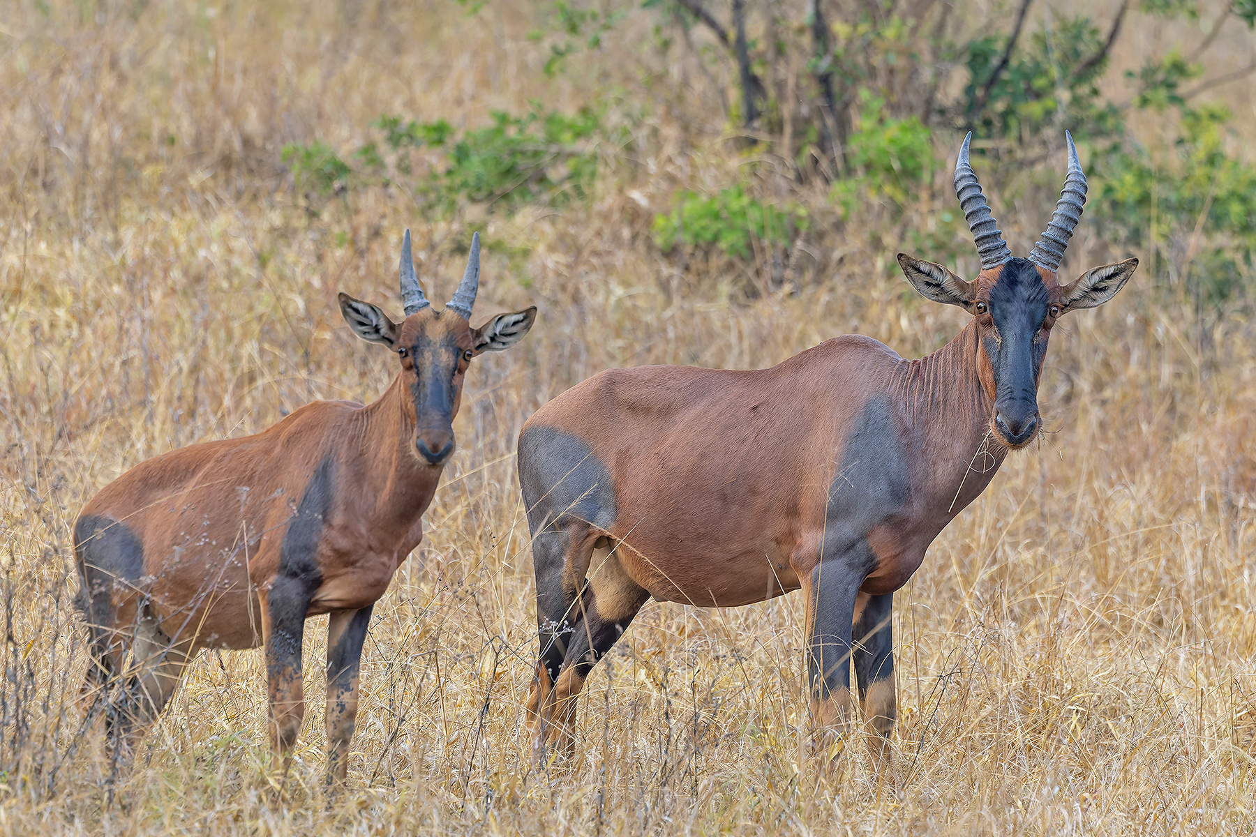 Topi (image by Pete Morris)