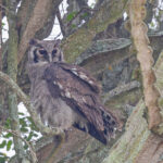 Verreaux's Eagle Owl (image by Pete Morris)