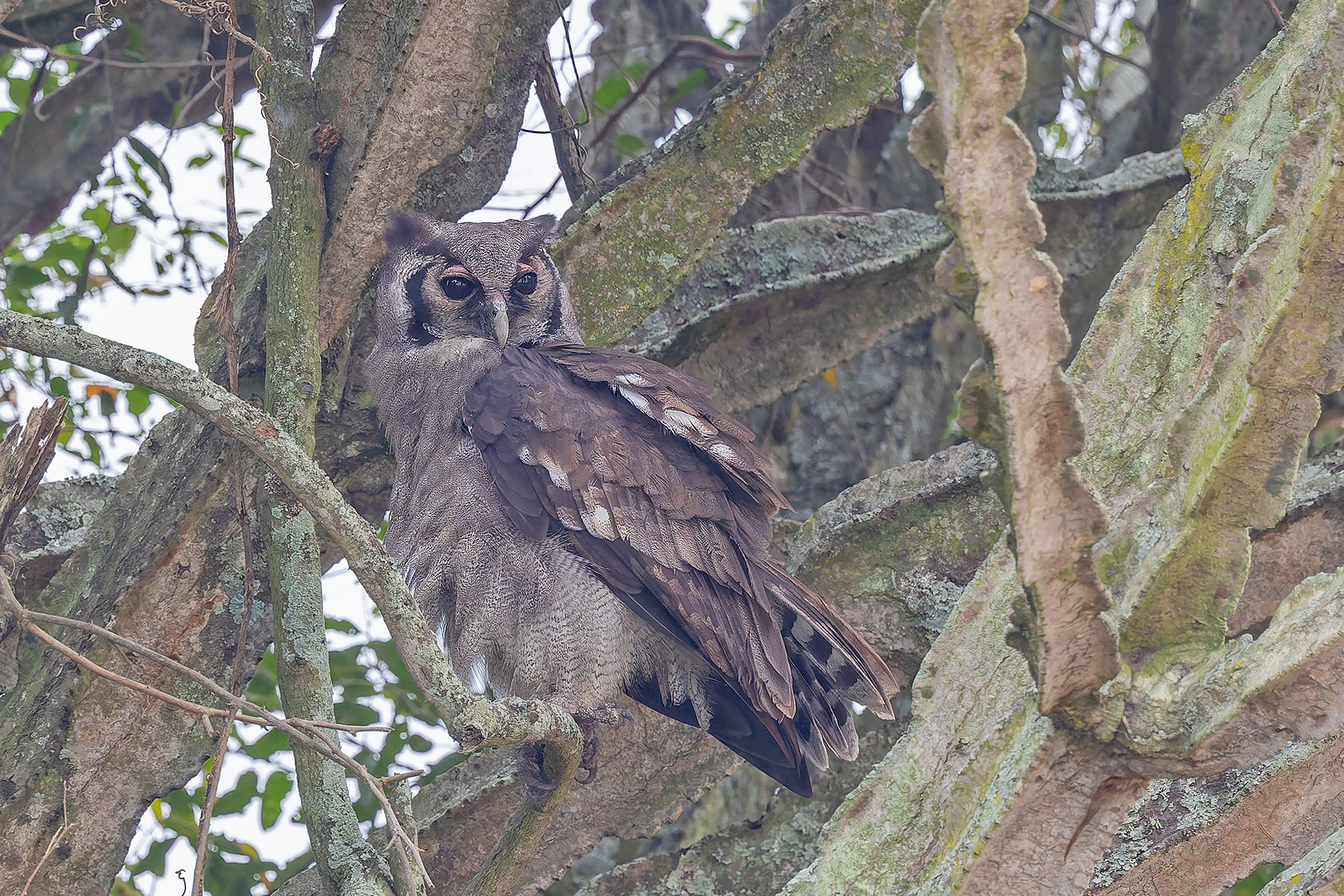 Verreaux's Eagle Owl (image by Pete Morris)