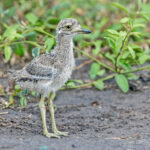 Water Thick-knee (image by Pete Morris)