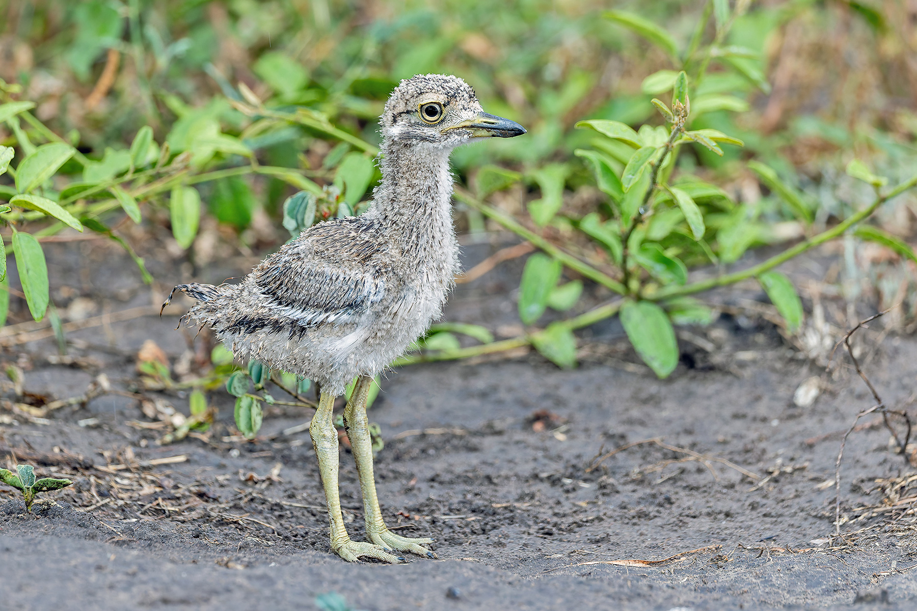 Water Thick-knee (image by Pete Morris)