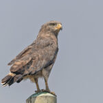 Western Banded Snake Eagle (image by Pete Morris)
