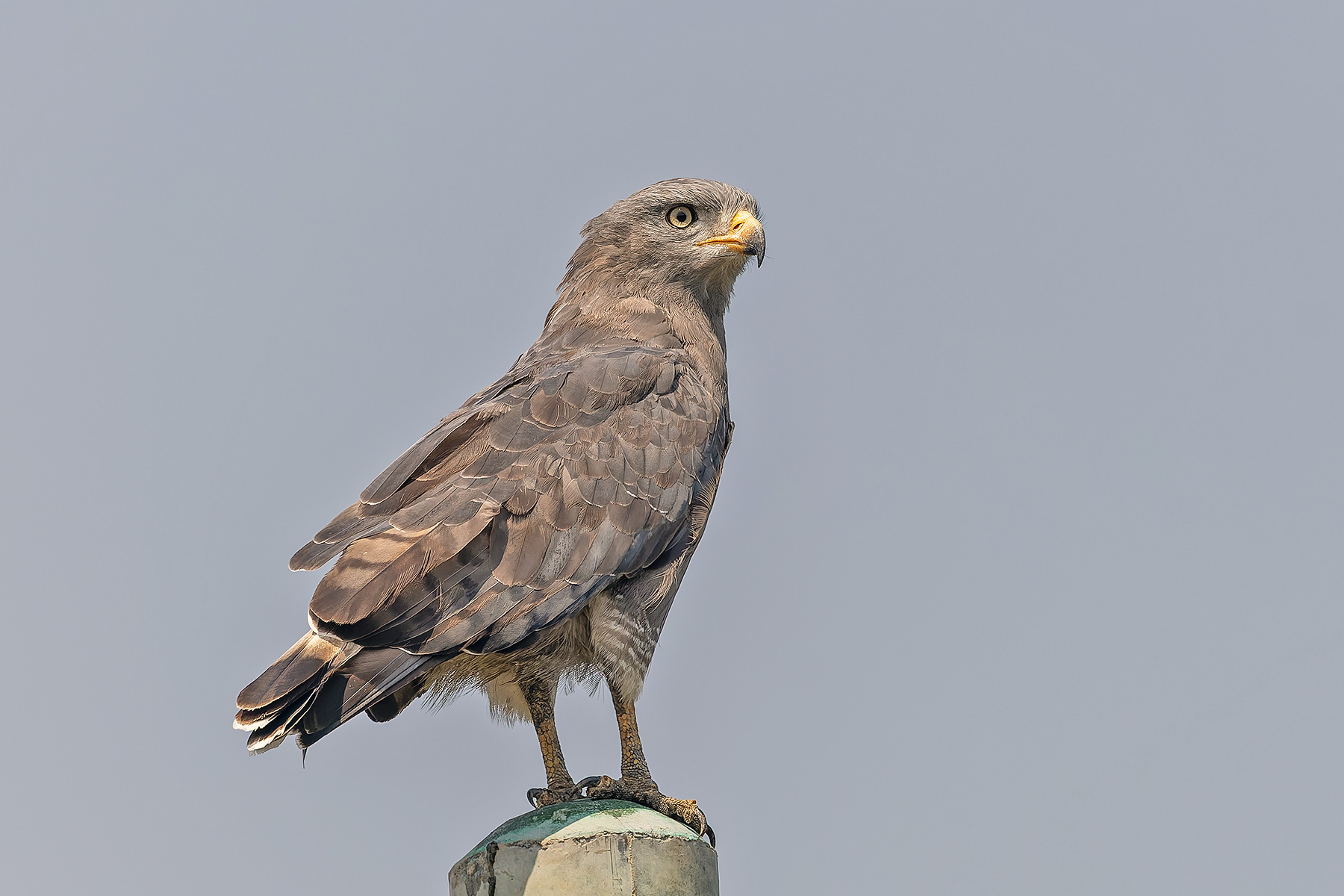 Western Banded Snake Eagle (image by Pete Morris)